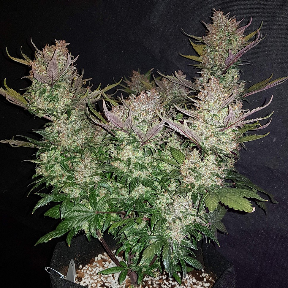 Семена ганжа  Auto Dark Devil regular Ganja Seeds