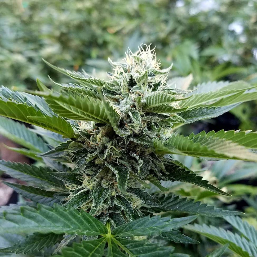Семена  Chemdog regular Ganja Seeds