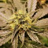 Семена  Chemdog regular Ganja Seeds