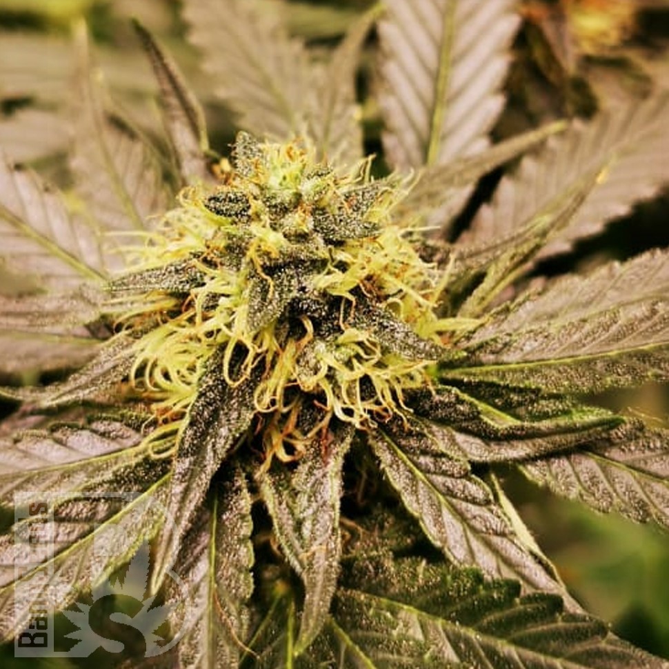 Семена  Chemdog regular Ganja Seeds