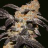 Семена  Chemdog regular Ganja Seeds