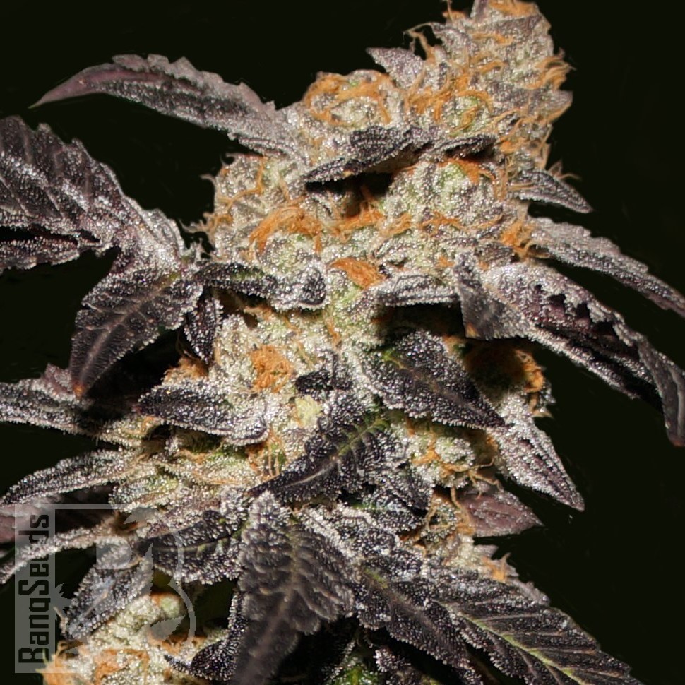 Семена  Chemdog regular Ganja Seeds