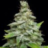 Семена  Chemdog regular Ganja Seeds