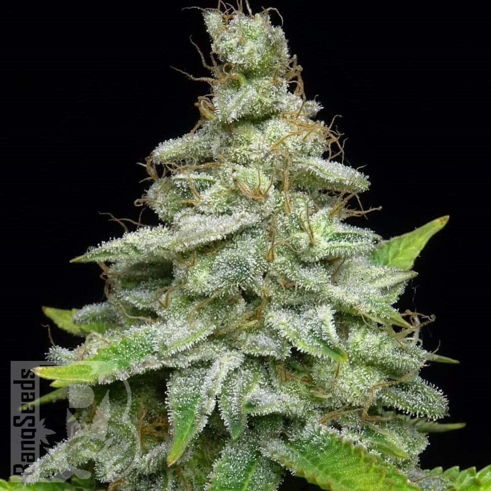 Семена  Chemdog regular Ganja Seeds