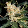 Семена марихуаны  Auto Kul-Sey feminised Bang Seeds