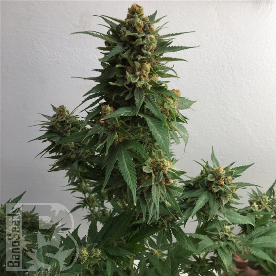 Семена марихуаны Sweet Cheese feminised Ganja Seeds