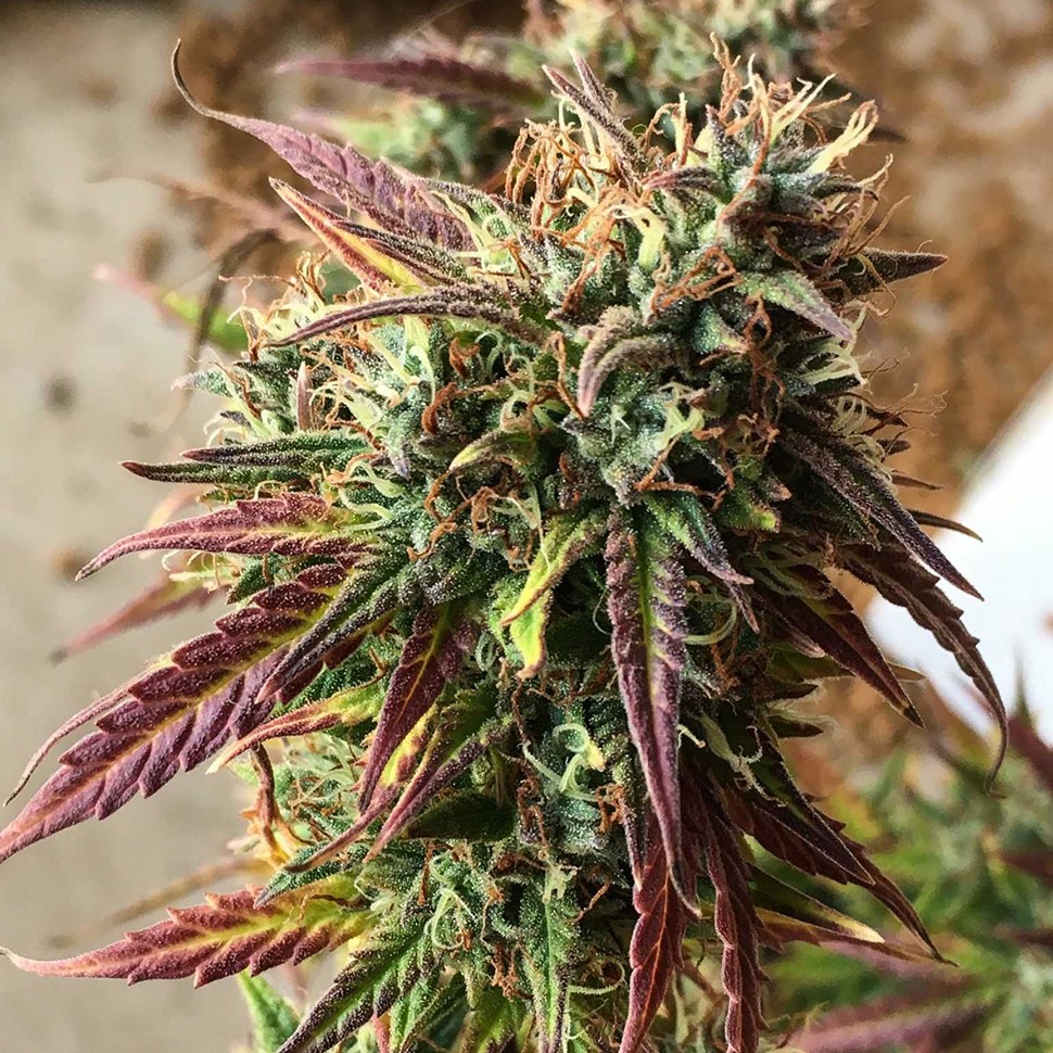 Семена  Auto Cookies feminised Ganja Seeds