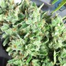 Семена конопли  Mango Haze CBD feminised Ganja Seeds