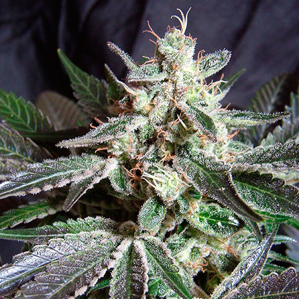 Семена ганжа Black Jack feminised Fast Version Ganja Seeds