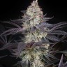 Семена ганжа  Black Jack feminised Fast Version Ganja Seeds 
