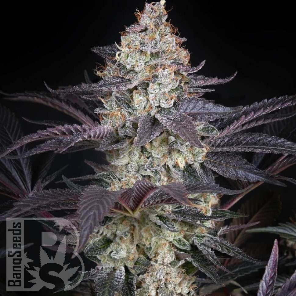Семена ганжа  Black Jack feminised Fast Version Ganja Seeds 