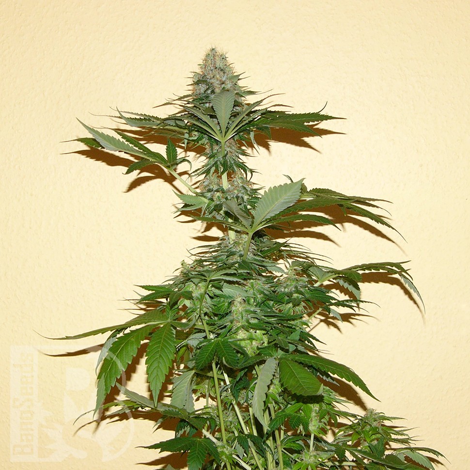 Семена ганжа  Auto Nirvana Sky feminised Ganja Seeds
