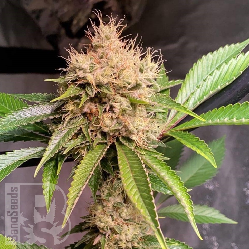 Семена ганжа  Auto Nirvana Sky feminised Ganja Seeds