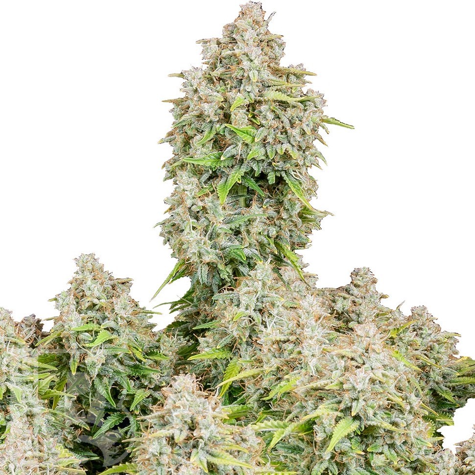 Семена конопли  Auto Cinderella feminised Ganja Seeds