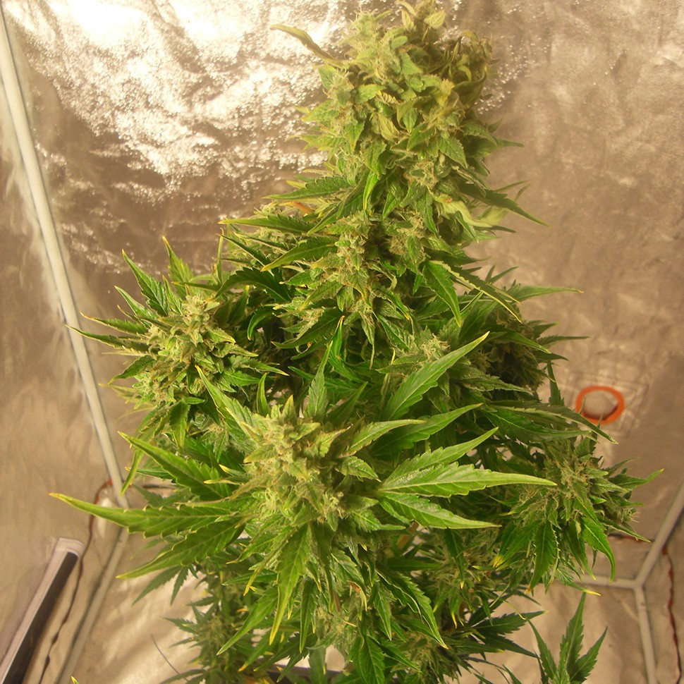 Семена марихуаны  Auto Easy Ryder regular Ganja Seeds