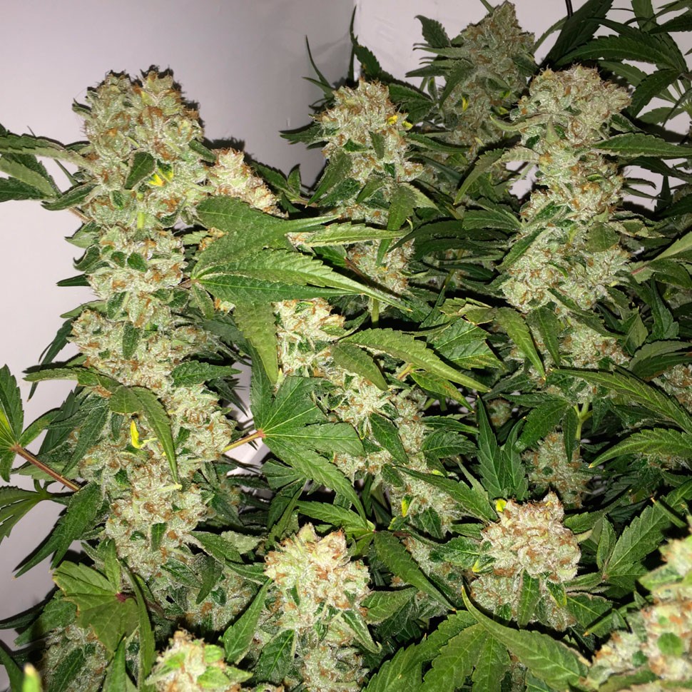 Семена ганжа  Lemon Skunk feminised Ganja Seeds