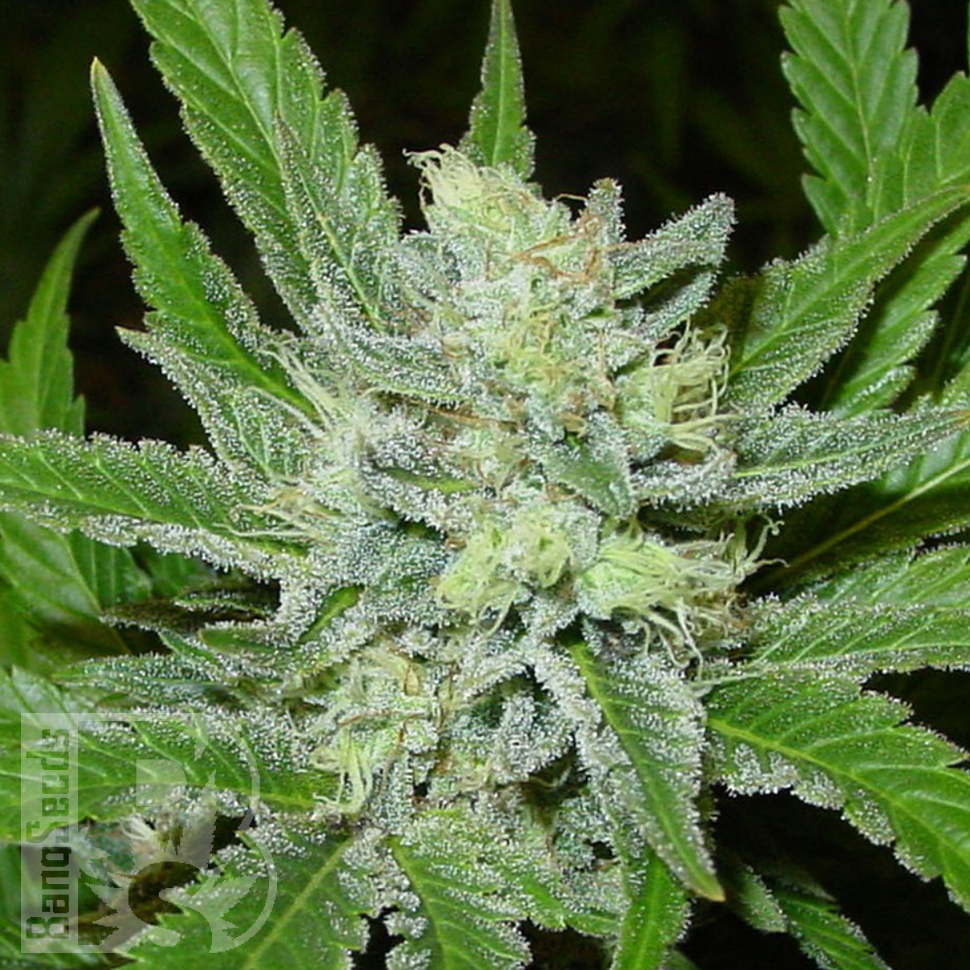 Семена каннабиса  Auto Northern Blue feminised Ganja Seeds