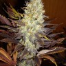 Семена каннабиса  Auto Northern Blue feminised Ganja Seeds