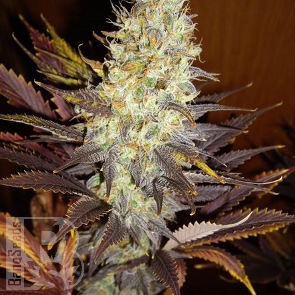 Семена каннабиса  Auto Northern Blue feminised Ganja Seeds