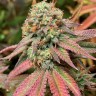 Семена каннабиса  Auto Northern Blue feminised Ganja Seeds