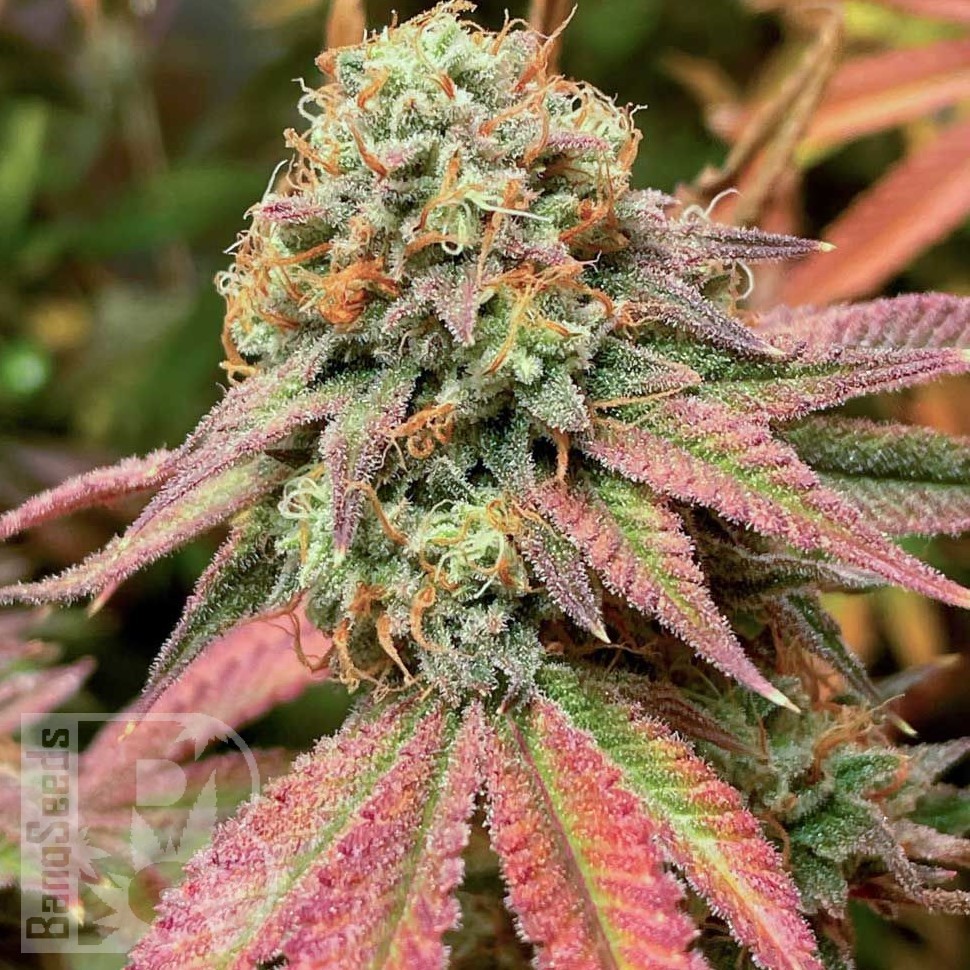 Семена каннабиса  Auto Northern Blue feminised Ganja Seeds