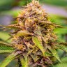 Семена каннабиса  Auto Northern Blue feminised Ganja Seeds