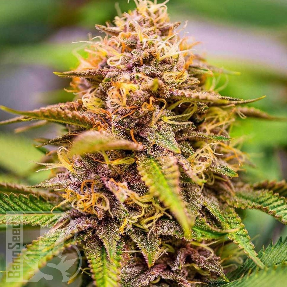 Семена каннабиса  Auto Northern Blue feminised Ganja Seeds