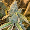 Семена каннабиса  Auto Northern Blue feminised Ganja Seeds