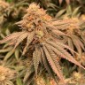 Семена каннабиса  Auto Northern Blue feminised Ganja Seeds