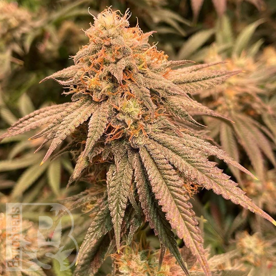 Семена каннабиса  Auto Northern Blue feminised Ganja Seeds