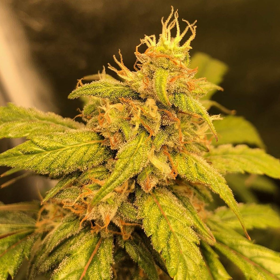 Семена конопли Auto Black Jack regular Ganja Seeds