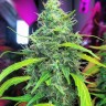 Семена марихуаны  Californian Orange regular Ganja Seeds
