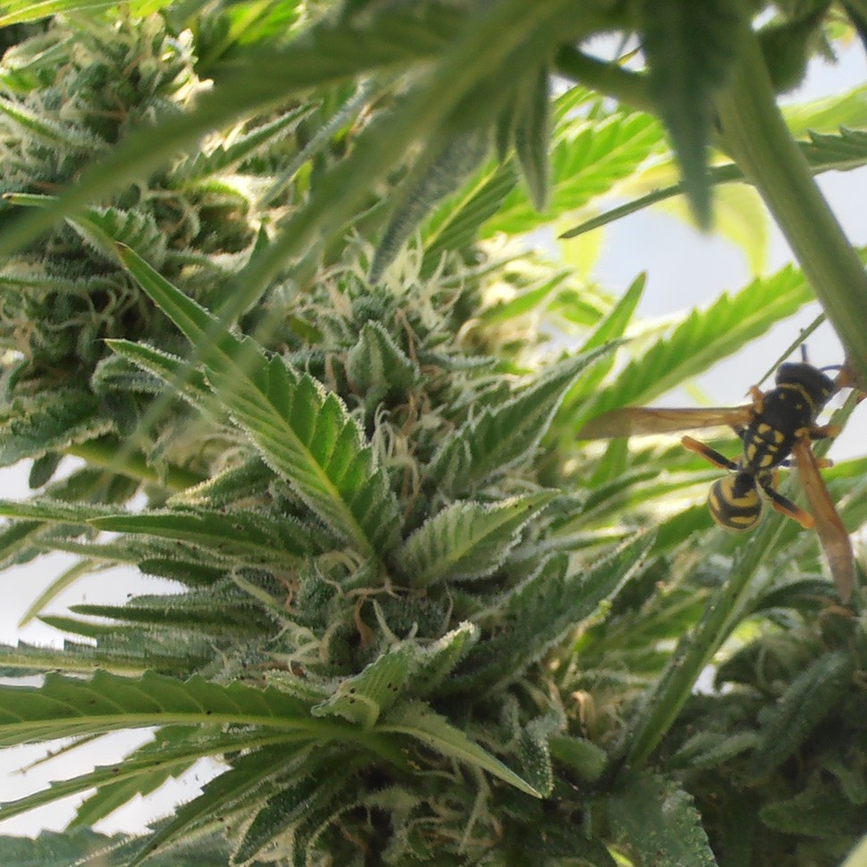 Семена каннабиса Sweet Tooth feminised Ganja Seeds