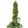 Семена каннабиса  Sweet Tooth feminised Ganja Seeds