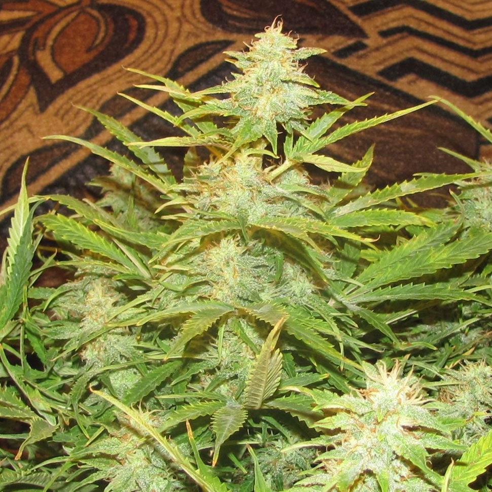 Семена каннабиса  Auto Medeo feminised Bang Seeds