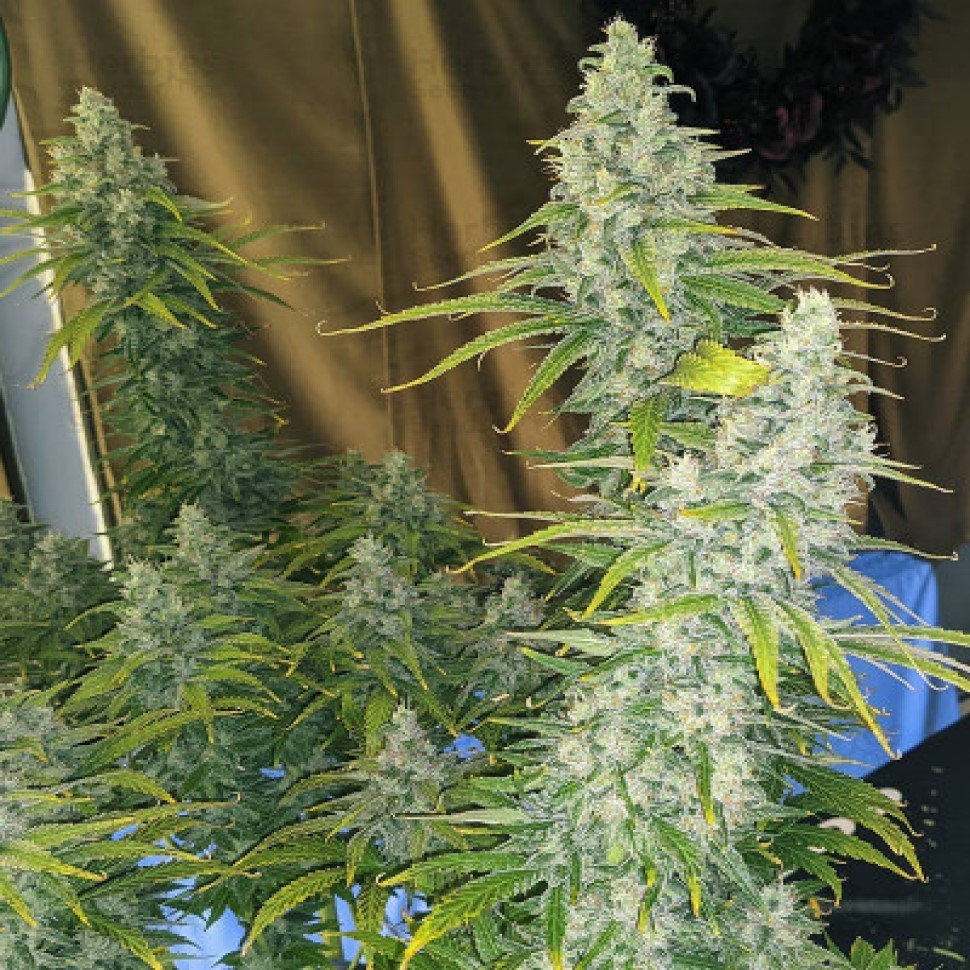 Семена каннабиса  Eleven Roses feminised Fast Version Ganja Seeds 