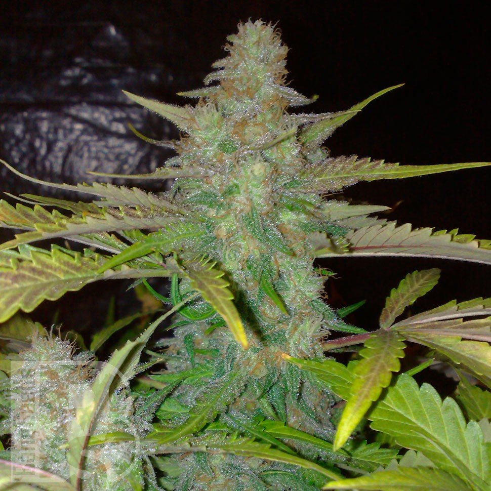 Семена конопли  Auto Northern Lights CBD feminised Ganja Seeds