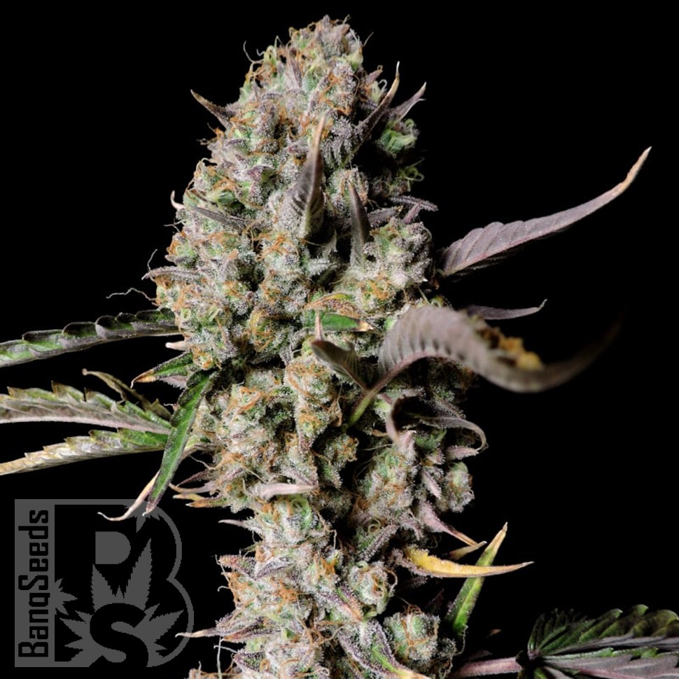 Семена ганжа  Auto Zkittlez OG feminised Ganja Seeds
