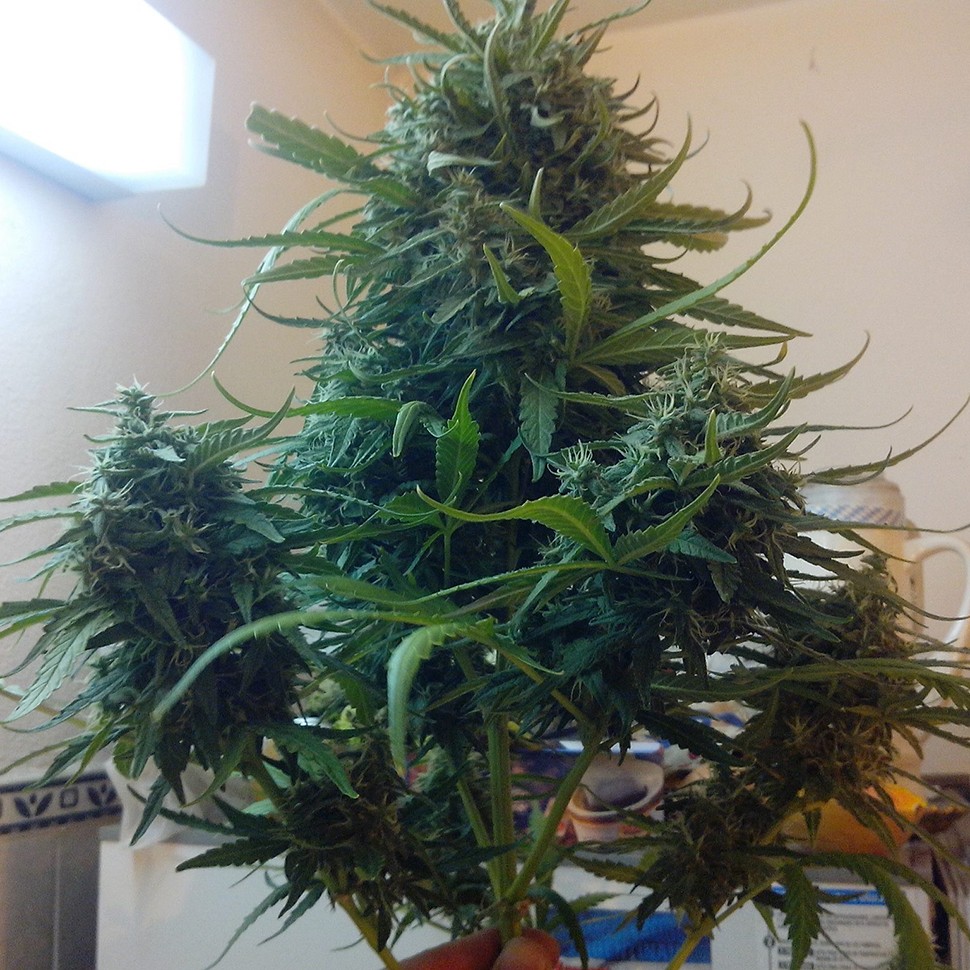 Семена марихуаны Moby Dick feminised Ganja Seeds