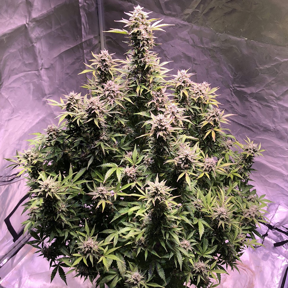 Семена марихуаны  Auto AK regular Ganja Seeds