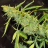 Семена конопли  Auto Northern Lights x AK feminised Ganja Seeds