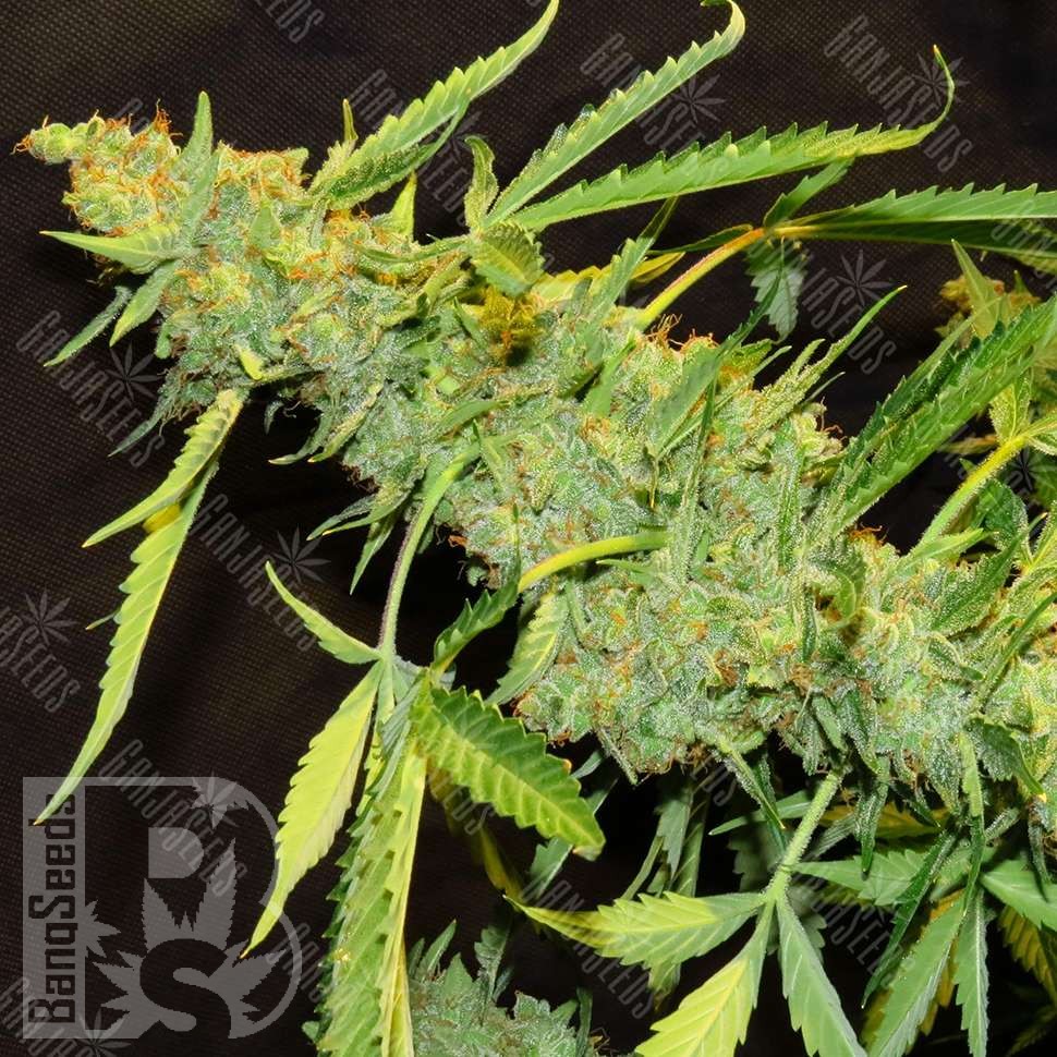 Семена конопли Auto Northern Lights x AK feminised Ganja Seeds