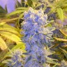 Семена марихуаны  Northern Lights x Chronic feminised Ganja Seeds