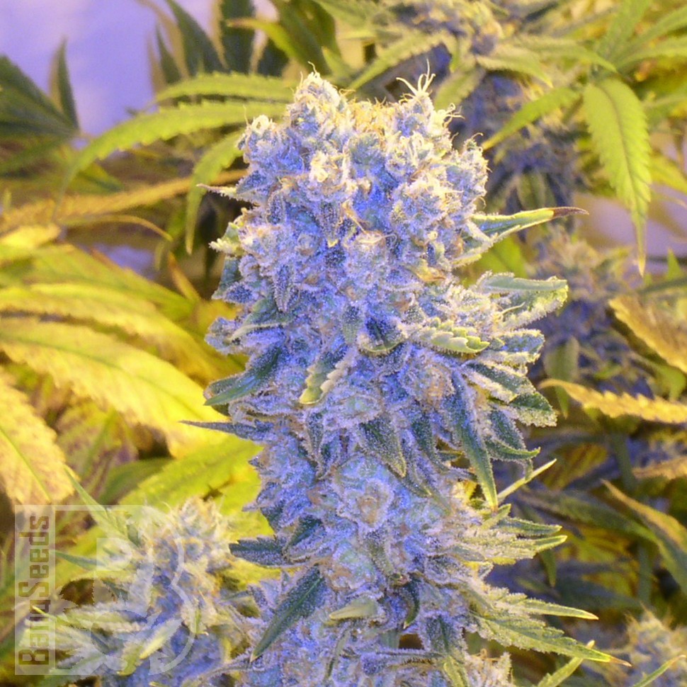 Семена марихуаны Northern Lights x Chronic feminised Ganja Seeds