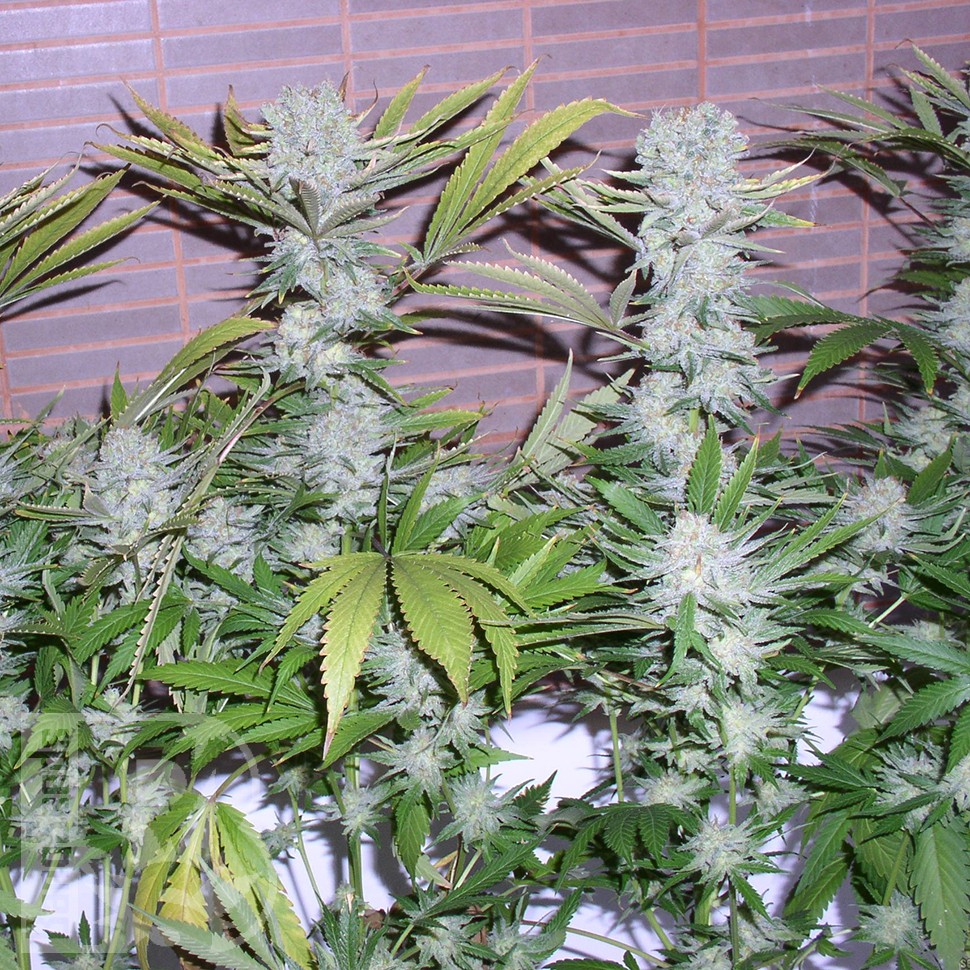 Семена марихуаны  Northern Lights x Chronic feminised Ganja Seeds
