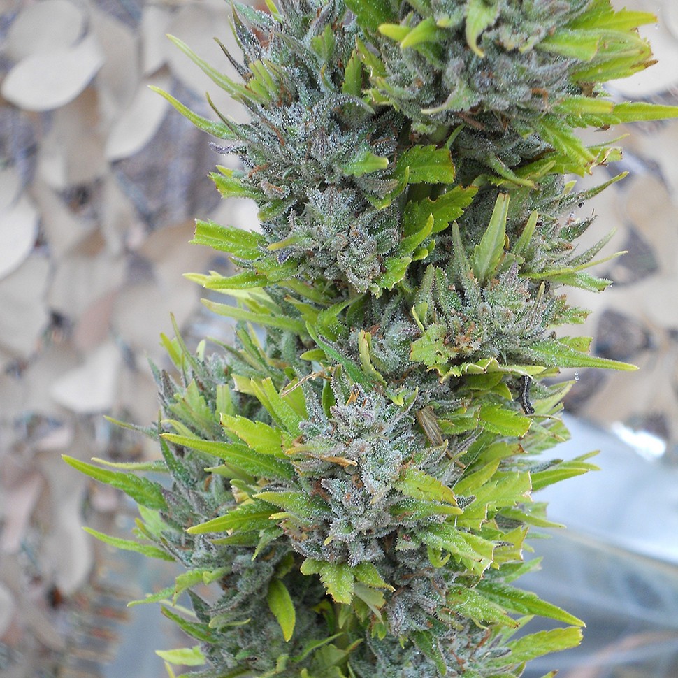 Семена каннабиса Colombian Gold feminised Ganja Seeds