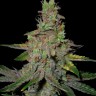 Семена ганжа  Auto Talas feminised Bang Seeds