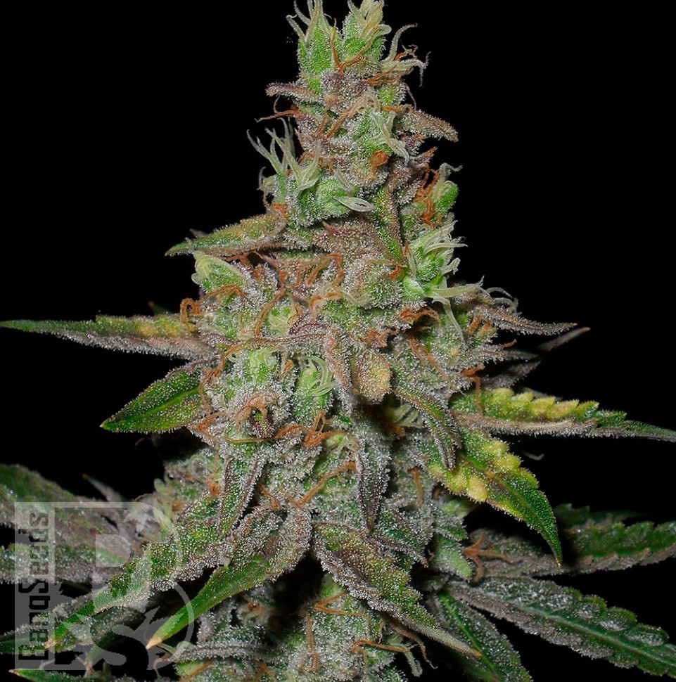 Семена ганжа Auto Talas feminised Bang Seeds