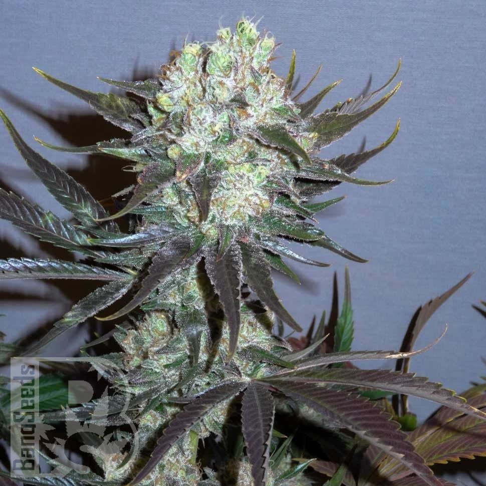 Семена ганжа  Auto Talas feminised Bang Seeds