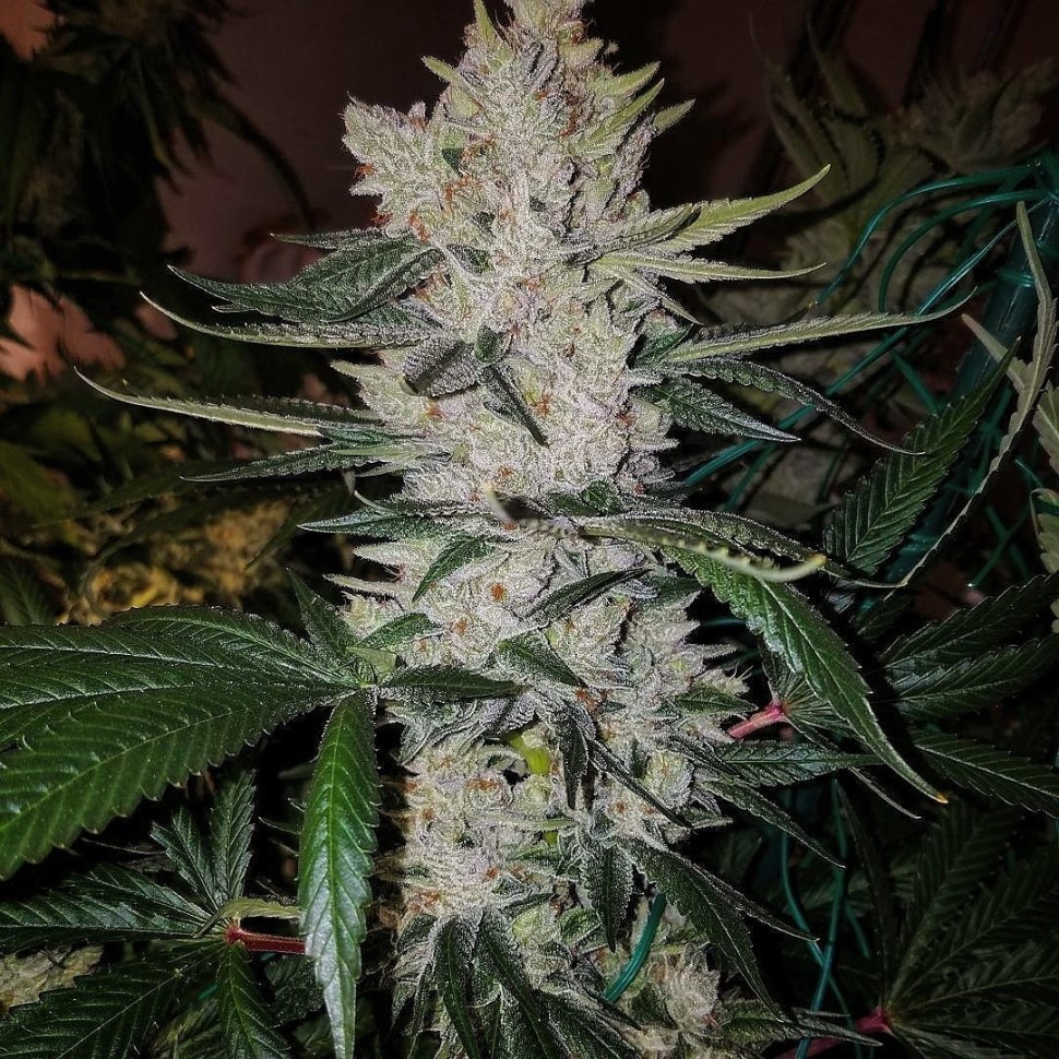 Семена ганжа  Gorilla Zkittlez feminised Ganja Seeds